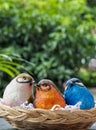 Cute three resin birds figure in weaving basket Royalty Free Stock Photo