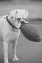 White rottweiler with red ball Royalty Free Stock Photo