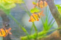 Cute tiger barb or Sumatra barb (Puntigrus tetrazona) fish in aquarium. Tiger barbs are also found in many other parts of Asia. Royalty Free Stock Photo