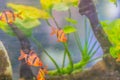 Cute tiger barb or Sumatra barb (Puntigrus tetrazona) fish in aquarium. Tiger barbs are also found in many other parts of Asia. Royalty Free Stock Photo