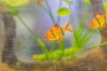 Cute tiger barb or Sumatra barb (Puntigrus tetrazona) fish in aquarium. Tiger barbs are also found in many other parts of Asia.