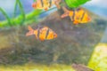 Cute tiger barb or Sumatra barb (Puntigrus tetrazona) fish in aquarium. Tiger barbs are also found in many other parts of Asia. Royalty Free Stock Photo