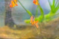 Cute tiger barb or Sumatra barb (Puntigrus tetrazona) fish in aquarium. Tiger barbs are also found in many other parts of Asia.