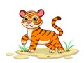 Cute Tiger Cartoon Characters on white background. Kid, baby vector art illustration with funny animal Royalty Free Stock Photo