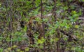 Cute Tiger cub in jungle bushes