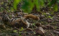 Cute Tiger cub resting in jungle