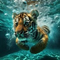cute tiger cub swimming under the water in pool