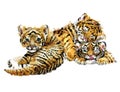 Cute tigers cub watercolor illustration. wild baby animals series