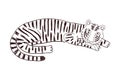 Cute tiger laying down hand drawn illustration. Royalty Free Stock Photo