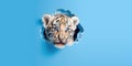 Cute Tiger peekging out of a hole in wall, torn hole, empty copy space frame, mockup. Generative AI weber. Royalty Free Stock Photo