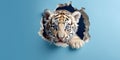 Cute Tiger peekging out of a hole in wall, torn hole, empty copy space frame, mockup. Generative AI weber. Royalty Free Stock Photo