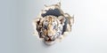 Cute Tiger peekging out of a hole in wall, torn hole, empty copy space frame, mockup. Generative AI weber. Royalty Free Stock Photo