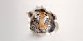 Cute Tiger peekging out of a hole in wall, torn hole, empty copy space frame, mockup. Generative AI weber. Royalty Free Stock Photo