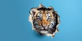 Cute Tiger peekging out of a hole in wall, torn hole, empty copy space frame, mockup. Generative AI weber. Royalty Free Stock Photo