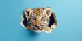 Cute Tiger peekging out of a hole in wall, torn hole, empty copy space frame, mockup. Generative AI weber. Royalty Free Stock Photo