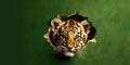 Cute Tiger peekging out of a hole in wall, torn hole, empty copy space frame, mockup. Generative AI weber. Royalty Free Stock Photo