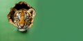 Cute Tiger peekging out of a hole in wall, torn hole, empty copy space frame, mockup. Generative AI weber. Royalty Free Stock Photo