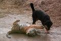 Cute tiger pup playing with dog