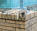 Cute Tiger (Tabby) Cat Sleeping on The Grunge Brick Stone Pillar for Relaxing under The Sun