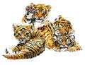 Cute tigers cub watercolor illustration. wild baby animals series Royalty Free Stock Photo