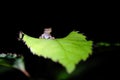 Cute tiny baby frog sitting on a large leaf in Csota Rica