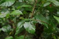 A cute tiny baby green forest lizard sitting on top of a China Rose plant leaf Royalty Free Stock Photo