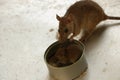 Super Adorable Mice Eating Rice by the Tin Can - tiny little hand Royalty Free Stock Photo