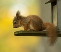 Cute and tiny baby Scottish red squirrel on a peanut feeder on a tree trunk in the forest Royalty Free Stock Photo