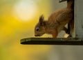 Cute and tiny baby Scottish red squirrel on a peanut feeder on a tree trunk in the forest Royalty Free Stock Photo
