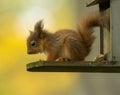 Cute and tiny baby Scottish red squirrel on a peanut feeder on a tree trunk in the forest Royalty Free Stock Photo