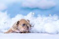 Tiny French Bulldog puppy lying down between fluffy clouds and stars Royalty Free Stock Photo