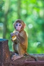 Monkey holding piece of fruit to eat