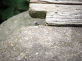 Cute tiny lizard head popping out from behind a large stone Royalty Free Stock Photo