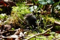 Cute, tiny mice hiding in between moss and leaves Royalty Free Stock Photo