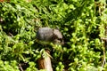 Cute, tiny mice hiding in between moss and leaves Royalty Free Stock Photo