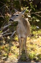 Cute Tiny Miniature Key Deer on Big Pine Island in the Florida Royalty Free Stock Photo