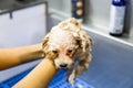 Cute tiny poodle puppy dog being showered on a bath basin Royalty Free Stock Photo