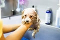 Cute tiny poodle puppy dog being showered on a bath basin Royalty Free Stock Photo