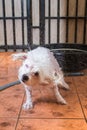 Cute tiny poodle puppy dog taking shower on bath basin. Royalty Free Stock Photo