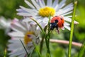 Cute tiny red lady sittin on a daisy in the garden