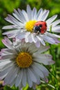 Cute tiny red lady sittin on a daisy in the garden