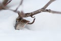 A cute tiny shrew peeks out of a burrow in the snow