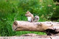 Cute tiny squarrel eating on a tree branch Royalty Free Stock Photo