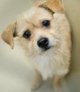 Cute tiny tan terrier dog tilting head at camera Royalty Free Stock Photo