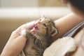 Cute and tiny 3 weeks old adopted calico kitten with baby eyes, attempting to wash herself