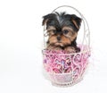 Easter Yorkie Puppy Royalty Free Stock Photo