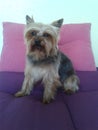 Cute Yorkshire terrier dog