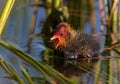 Cute tiny young coot duckling in spring