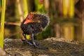 Cute tiny young coot duckling in spring