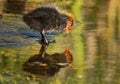 Cute tiny young coot duckling in spring